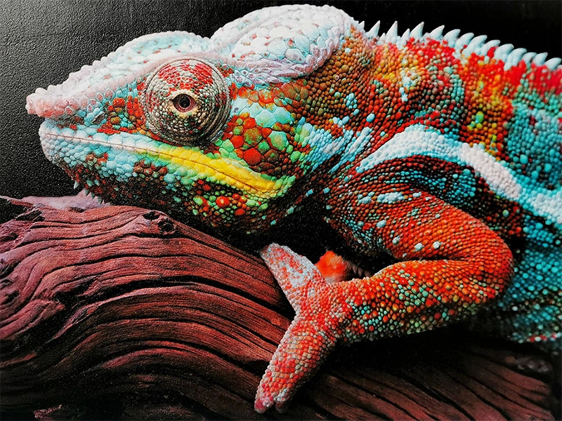 Druk ścienny - kameleon na konarze.